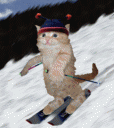 chat-qui-fait-du-ski.gif